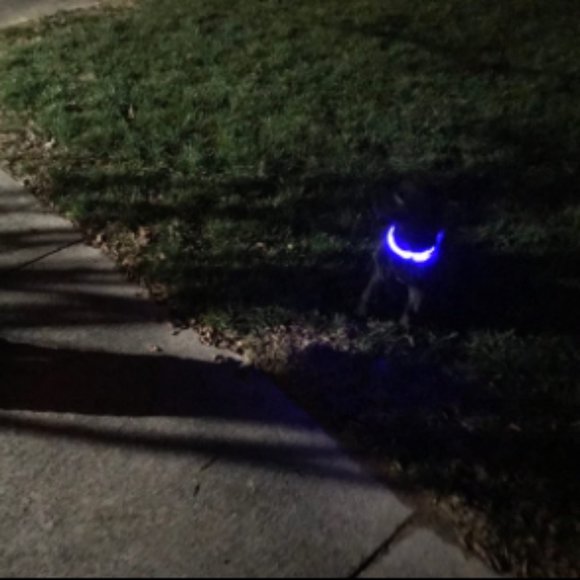 πHost Pickπ (OFFERS WELCOME) HALO Dog Collar - Picture 7 of 9